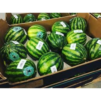 Meloen, Watermeloen. Kleinere maat Prijs per Stuk   